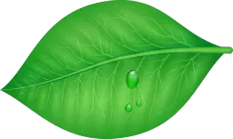 blog detail leaf