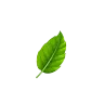 category leaf img